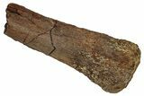 Hadrosaur (Edmontosaurus) Metacarpal Section - Wyoming #265726-1